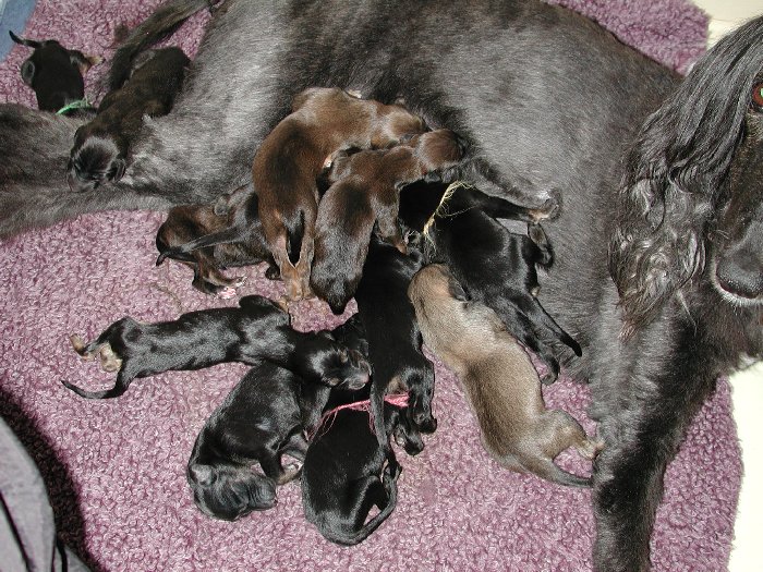 Cash-Opal pups113011.jpg - 145.64 K